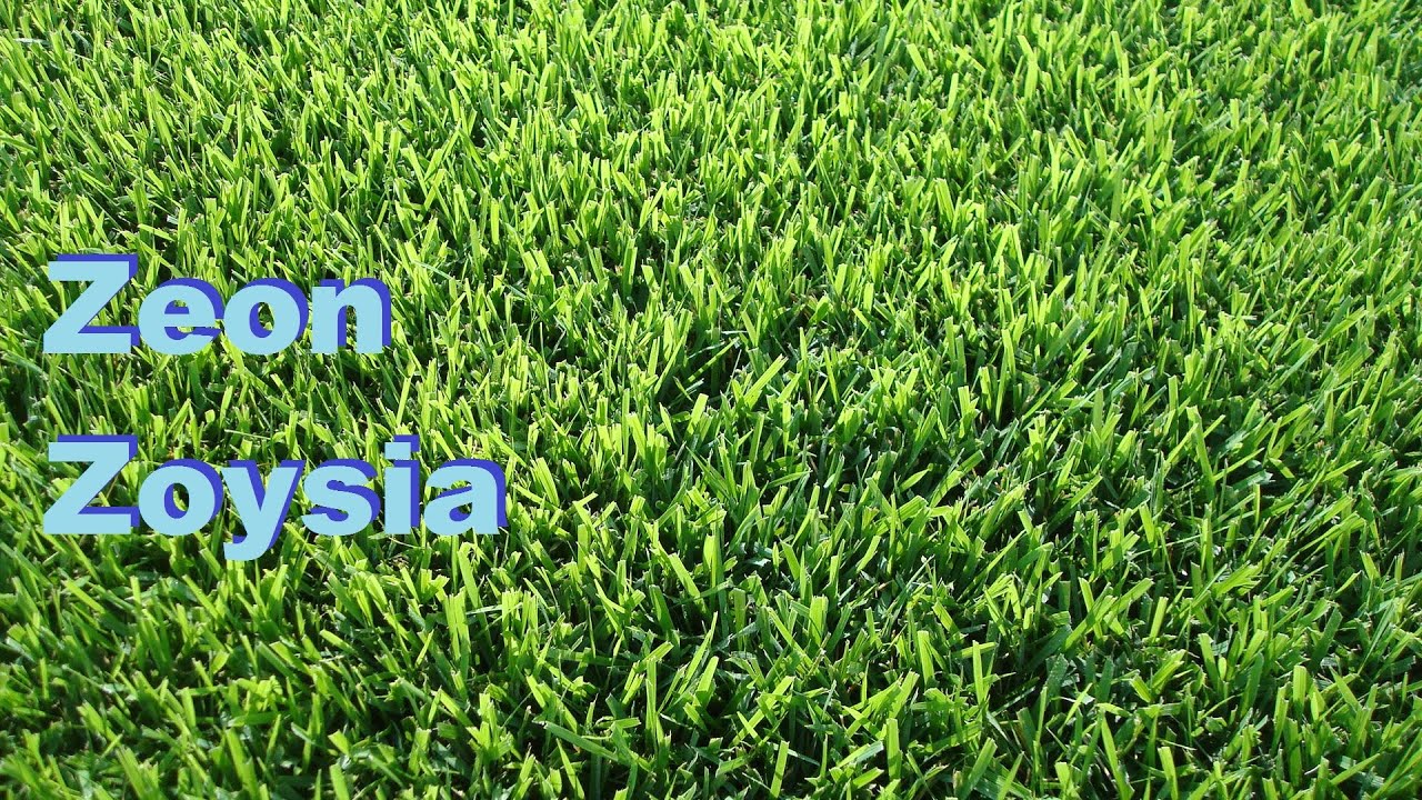 Hướng dẫn chăm sóc cỏ Zeon Zoysia đúng cách để luôn xanh mịn, dày đẹp